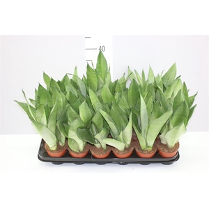 Sansevieria Tr Moonshine