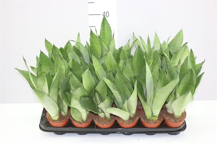 <h4>Sansevieria Tr Moonshine</h4>
