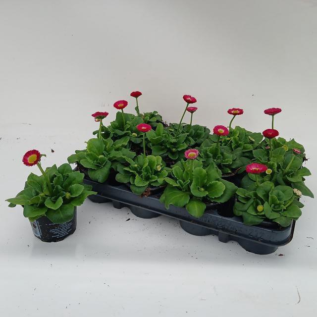 <h4>BELLIS PERENNIS</h4>