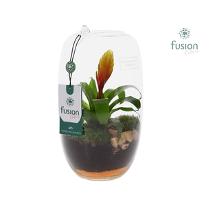Green Bottle Isabella Medium met Bromelia