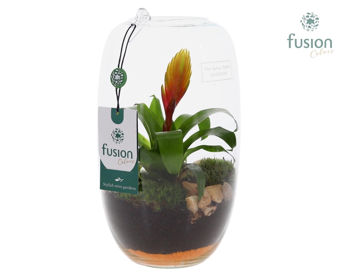 <h4>Green Bottle Isabella Medium met Bromelia</h4>