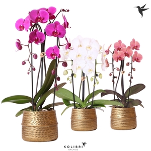 Kolibri OrchidsPhalaenopsis Cascade Niagara Fall mix 2 spike in Groove pot gold