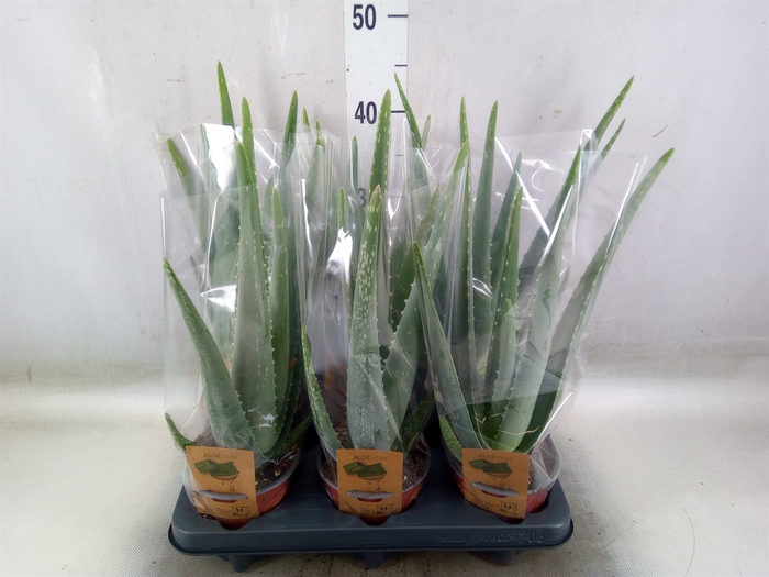 <h4>Aloe vera</h4>