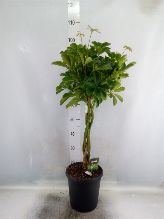 <h4>Schefflera arbor. 'Compacta'</h4>