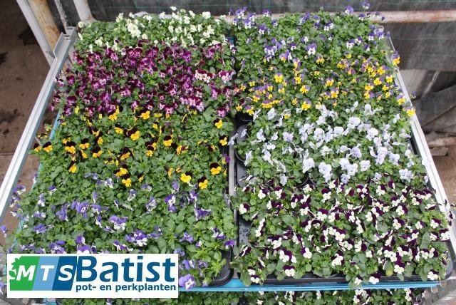 <h4>VIO CO MIXK</h4>