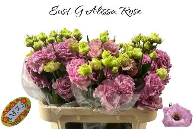 <h4>EUS G ALISSA ROSE PI</h4>