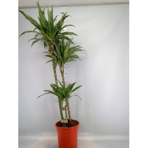 Dracaena fr de 'Warneckei'