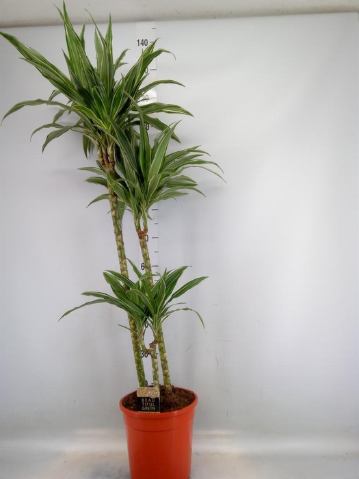 <h4>Dracaena fr de 'Warneckei'</h4>