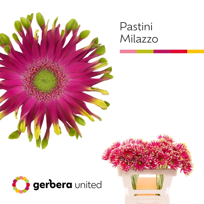 <h4>Gerbera Pastini Milazzo Water x40</h4>