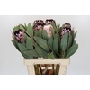 Protea African Didi