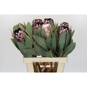 Protea African Didi