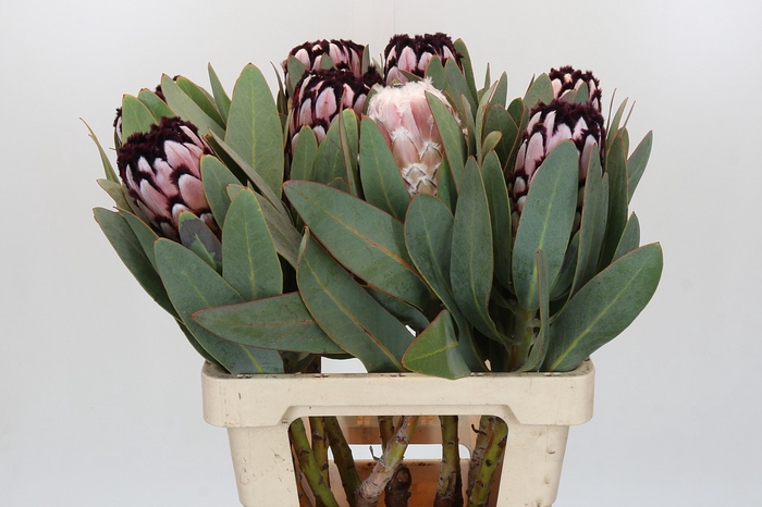 Protea African Didi