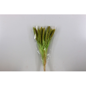 Dried Setaria Bleached Light Green Bunch