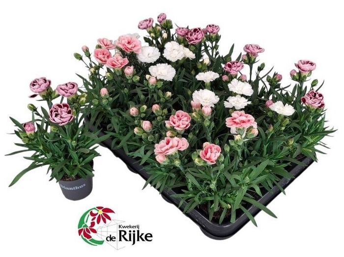 Dianthus gemengd