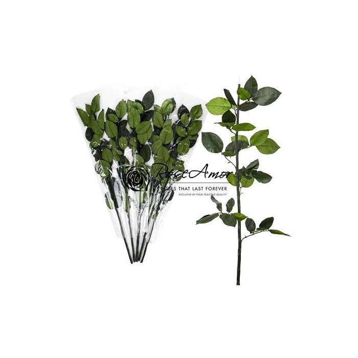 <h4>70cm Green Stem Without Head</h4>