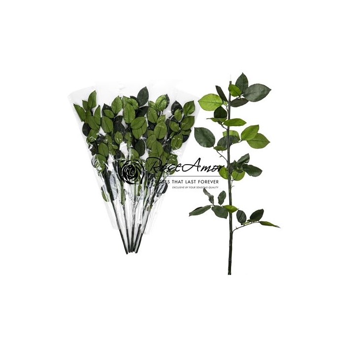 <h4>50cm Green Stem Without Head Bulk</h4>