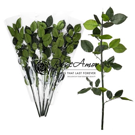 <h4>70cm Green Stem Without Head</h4>