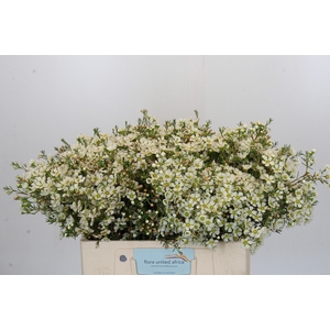 Chamelaucium Ivory Pearl