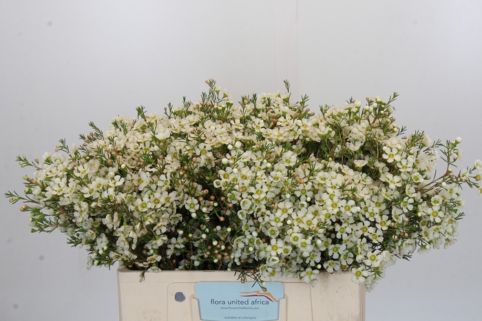 <h4>Chamelaucium Ivory Pearl</h4>