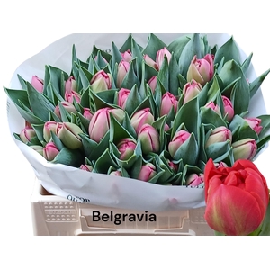 TU DU BELGRAVIA