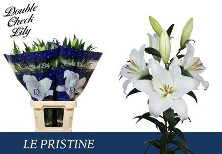 <h4>Li Ot Le Pristine</h4>