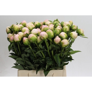 Paeonia In Full Sail