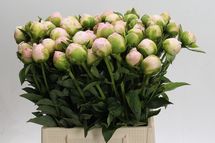 <h4>Paeonia In Full Sail</h4>