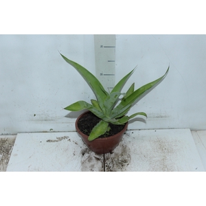 AGAVE POLVO C21