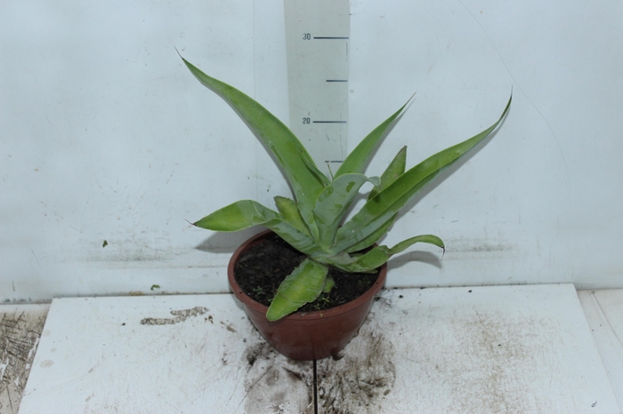 <h4>AGAVE POLVO C21</h4>
