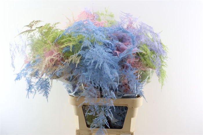 <h4>Asparagus Kbh Lang Pastel Mix</h4>