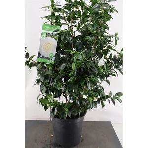 Camellia Jap.. Matterhorn 120 Cm. Hoog 27 Cm. Pot