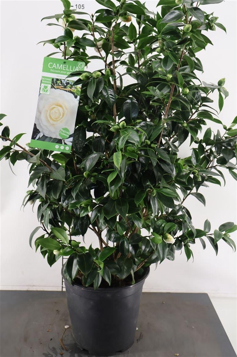 <h4>Camellia Jap.. Matterhorn 120 Cm. Hoog 27 Cm. Pot</h4>
