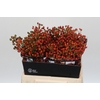 Rozenbottel Autumn Rosefruits