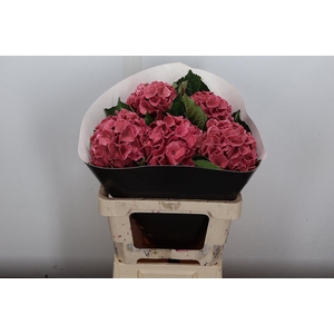 Hydr Wx (ex) Classic Pink Red