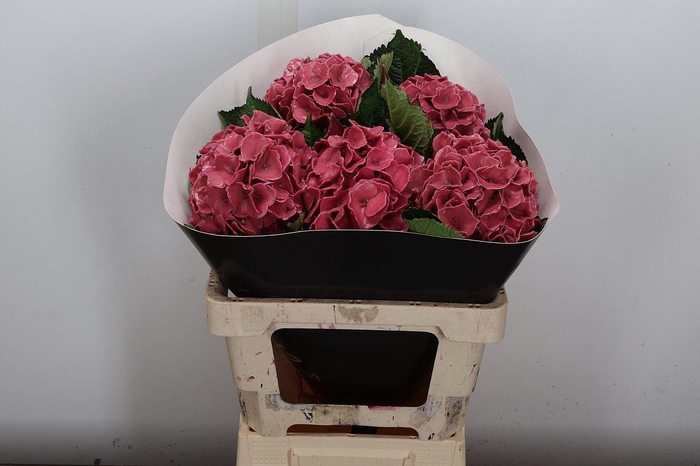 Hydr Wx (ex) Classic Pink Red