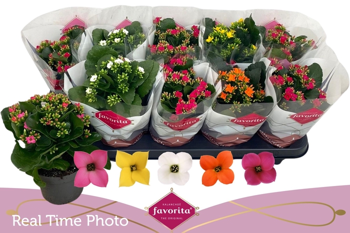 <h4>KAL EN GEM 5 KL</h4>