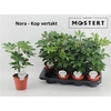 Schef Ar Nora