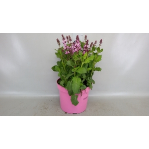 Salvia nemorosa