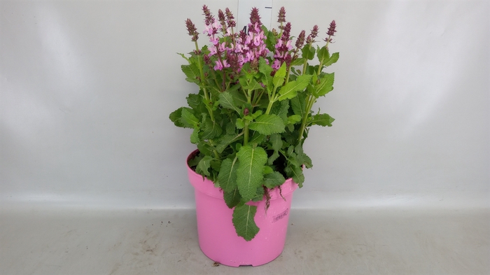 <h4>Salvia nemorosa</h4>