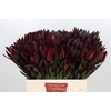 Leucadendron Saf Sunset Dark R.