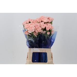 Di St Peach Novia hi 60cm