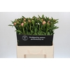 Paeonia Etched Salmon