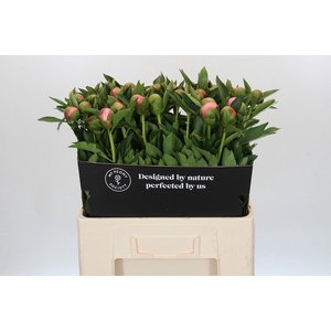 Paeonia Etched Salmon