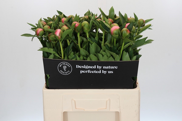 Paeonia Etched Salmon
