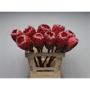Protea Empress No Leaves