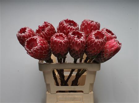 Protea Empress No Leaves