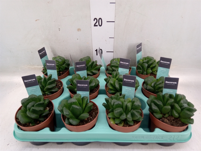 <h4>Haworthia   ...</h4>