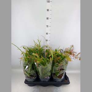 Pseudorhipsalis ramulosa