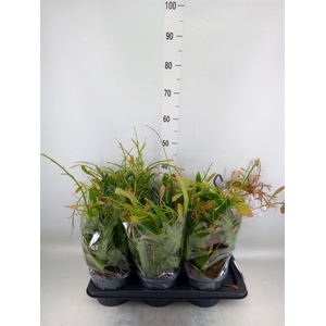 Pseudorhipsalis ramulosa