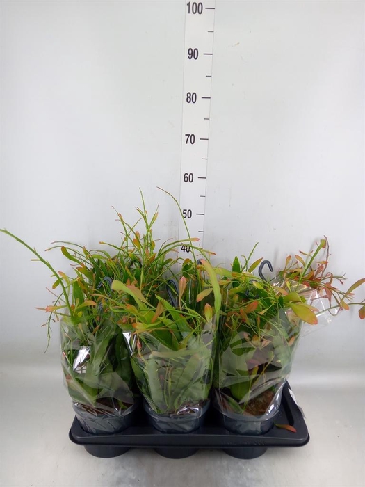 <h4>Pseudorhipsalis ramulosa</h4>
